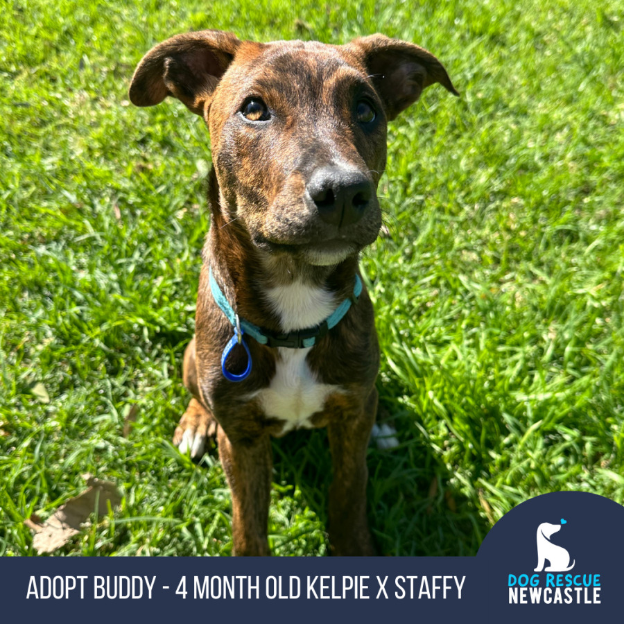 Buddy - 4 Month Old Kelpie X Staffy - Medium Male Kelpie x Staffy Dog ...