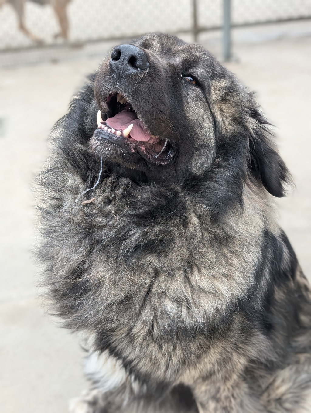 Shack Large Male Caucasian Shepherd Mix Dog In VIC PetRescue shack-large-male-caucasian-shepherd-mix-dog-in-vic-petrescue