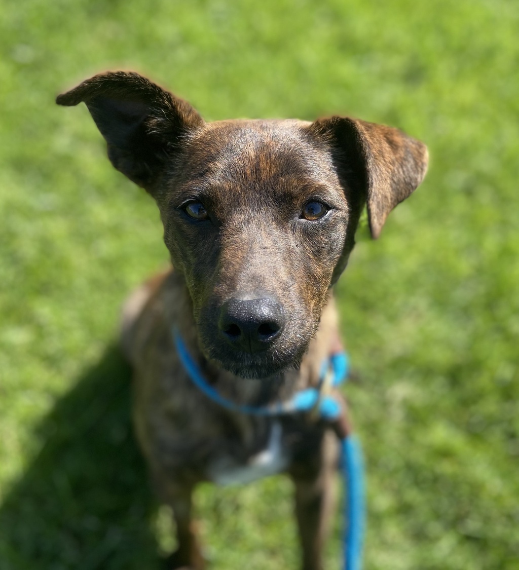 Skippy Small Female Jack Russell Terrier x Kelpie Mix Dog in VIC