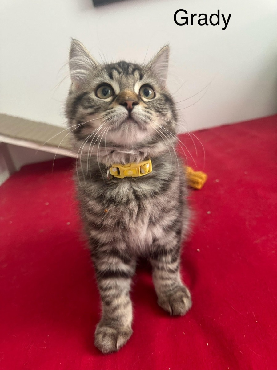 Grady Male Domestic Medium Hair (DMH) Cat in QLD PetRescue