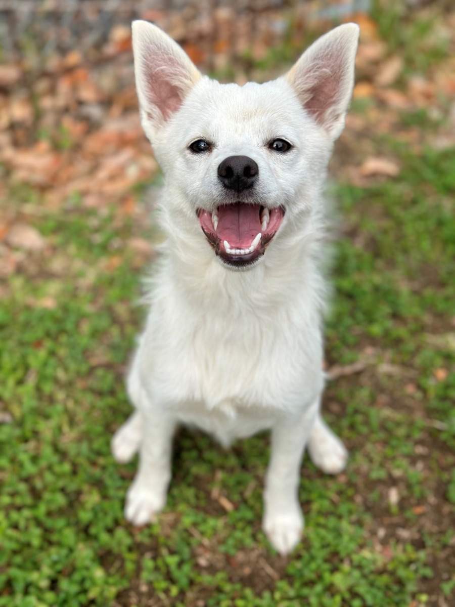 Marty Small Male Japanese Spitz Mix Dog in NSW PetRescue