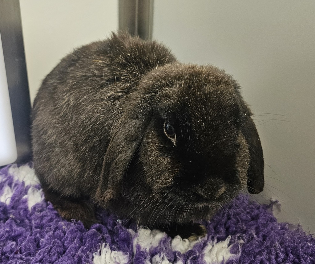 Midnight - Male Rabbit Unspecified Rabbit in VIC - PetRescue