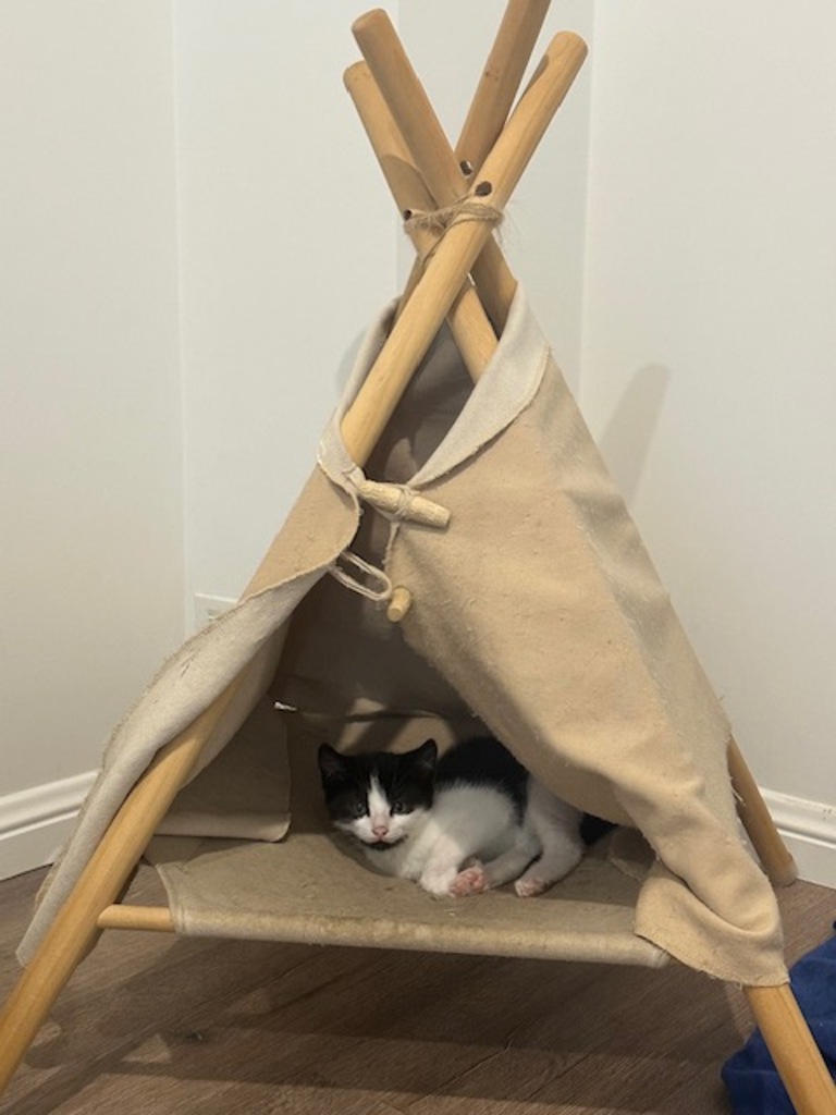 Pips Male Domestic Short Hair Mix Cat in QLD PetRescue