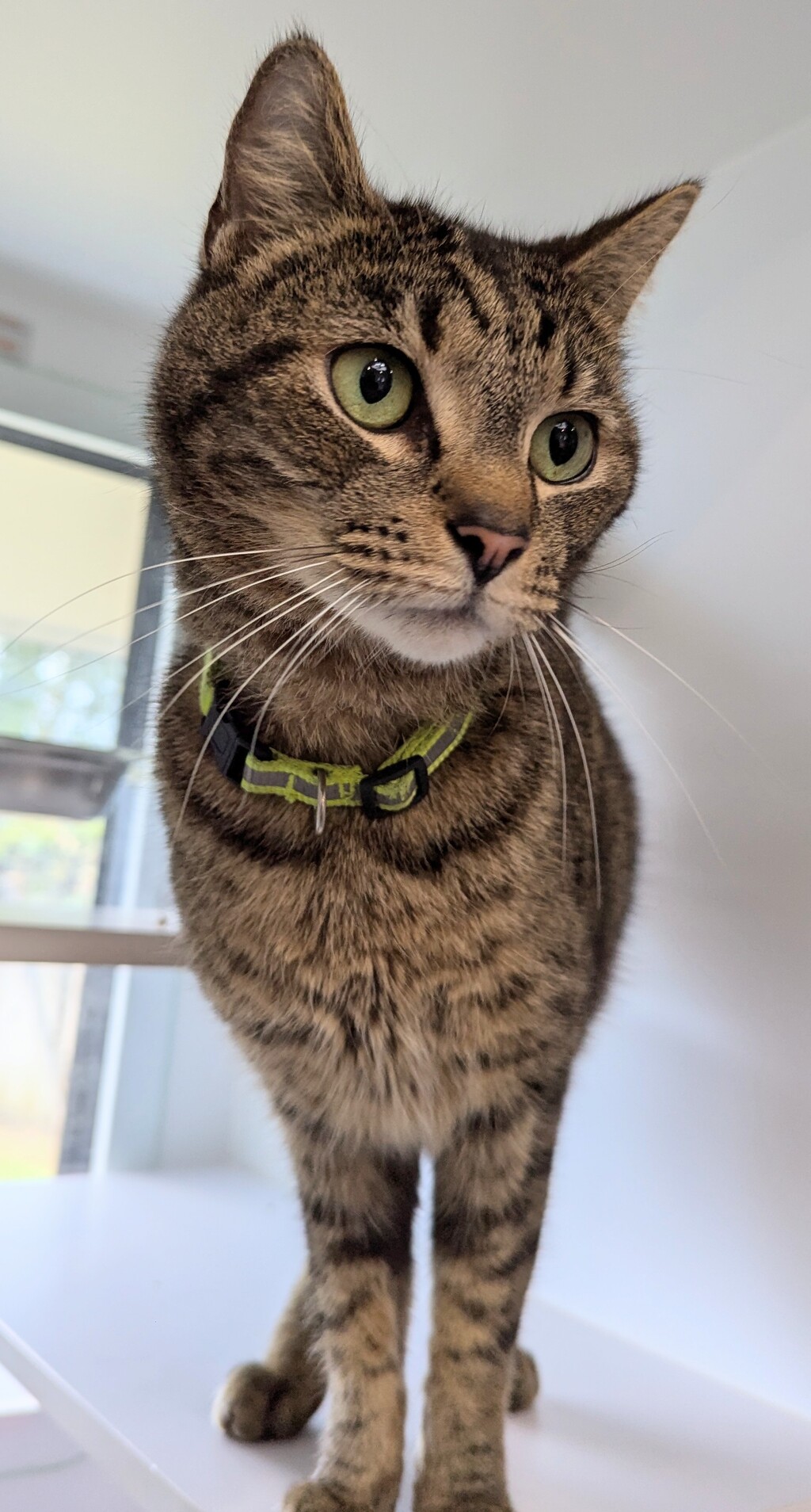 Billy Male Domestic Short Hair Mix Cat in QLD PetRescue