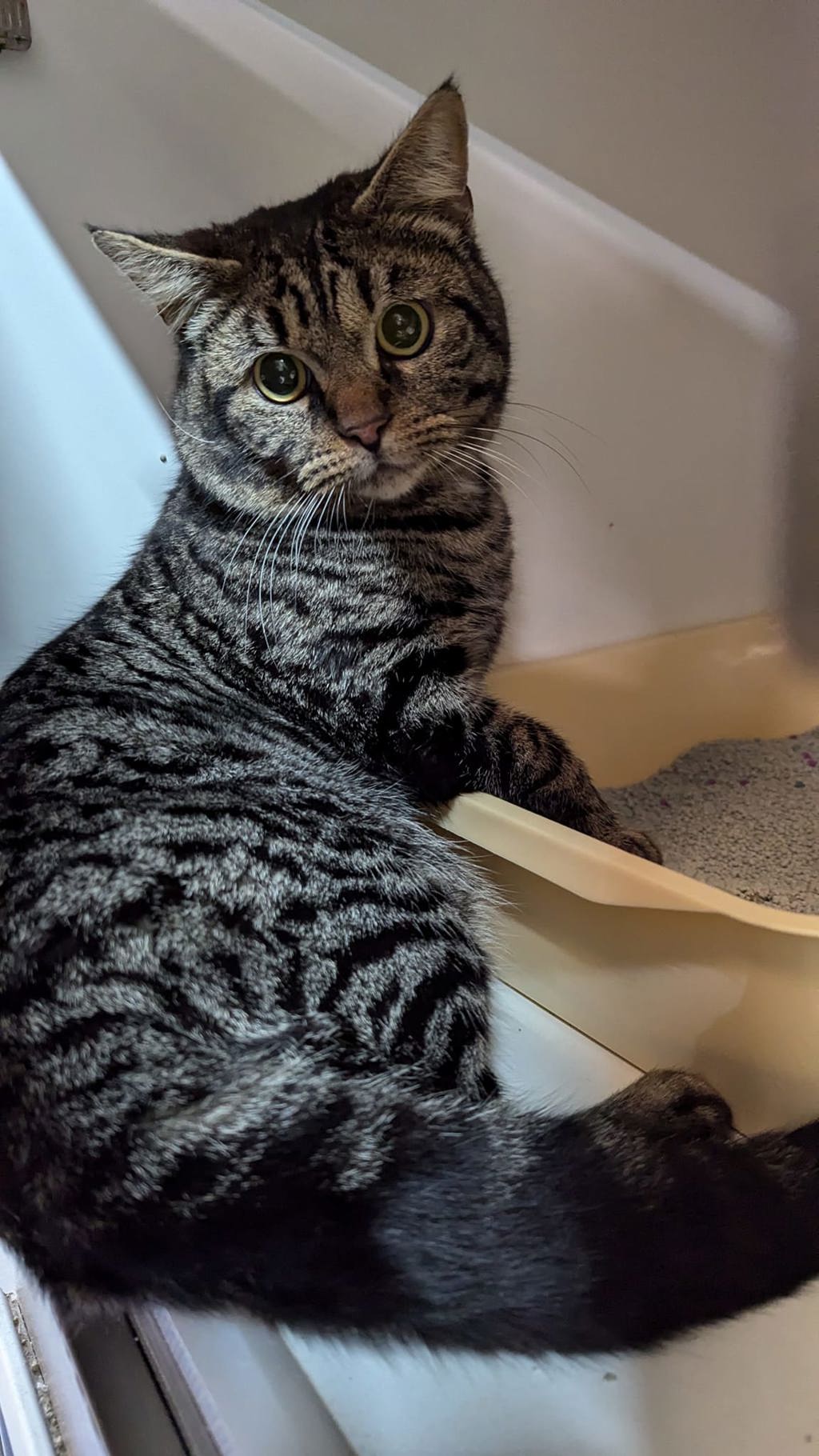 Galileo Male Domestic Short Hair Mix Cat in WA PetRescue