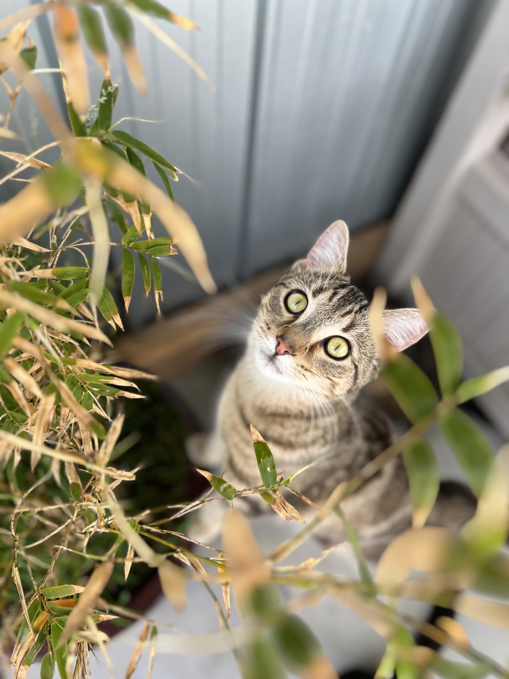 Male Domestic Short Hair Mix Cat in VIC PetRescue