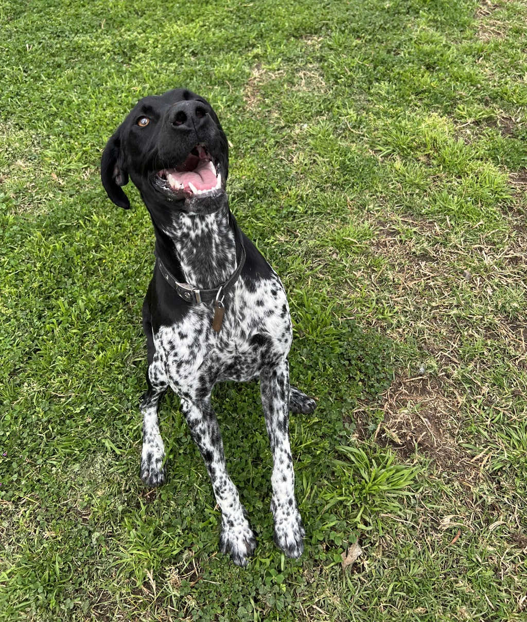 Pointer X Stella - Medium Female German Shorthaired Pointer Mix Dog in VIC ...