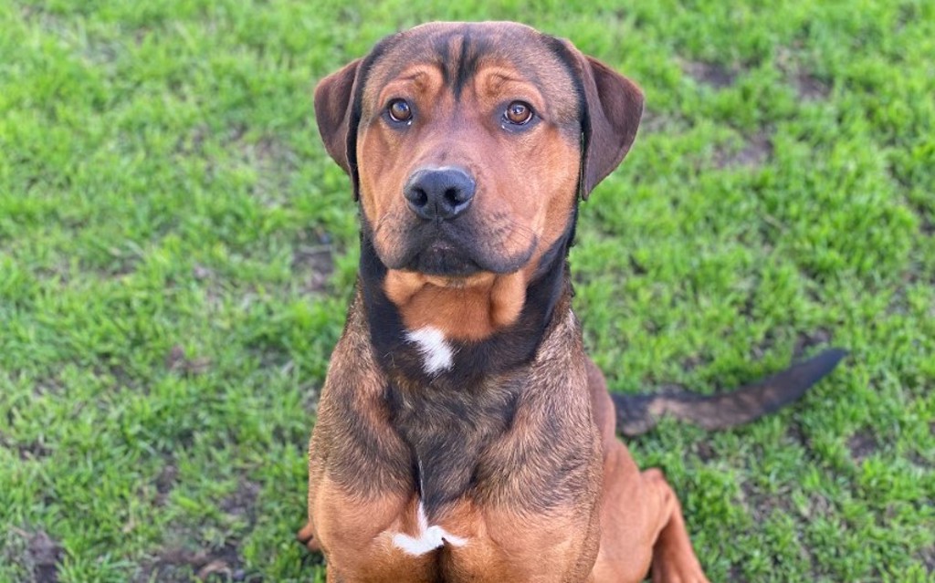 Staff Rottweiler Huey - Large Male Rottweiler x American Staffy Mix Dog in VIC - PetRescue