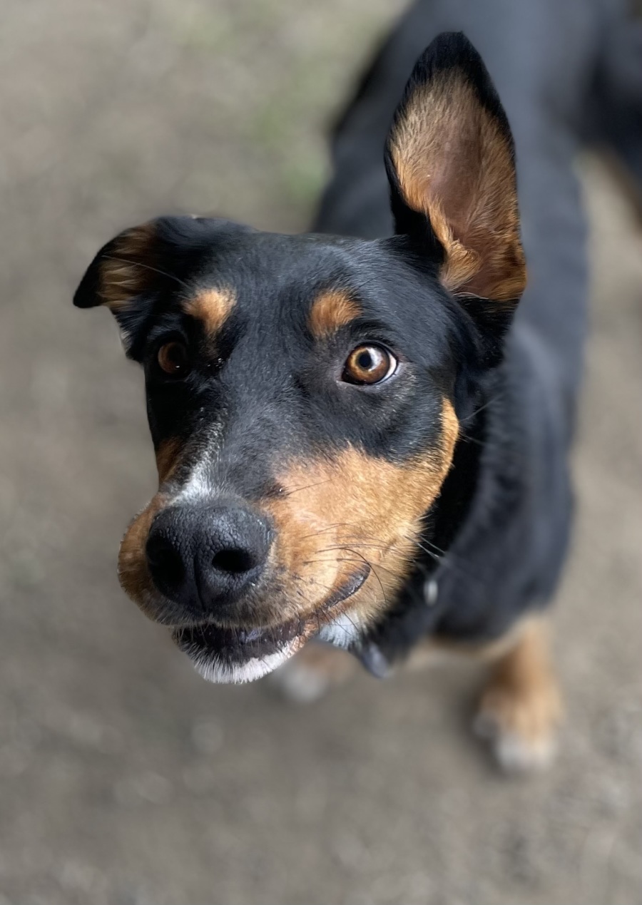 Reggie - Medium Male Australian Kelpie Mix Dog in VIC - PetRescue