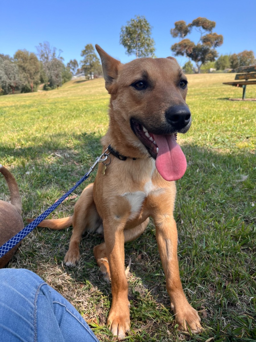 Labrador Weimaraner X Kelpie Adopt Riggs- Dingo Kelpie Mix From