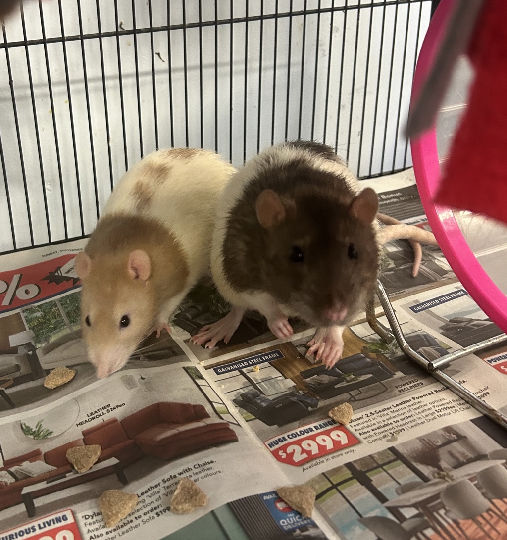 Mixture Rats Great White Shark - Male Rat Mix Rat in WA - PetRescue