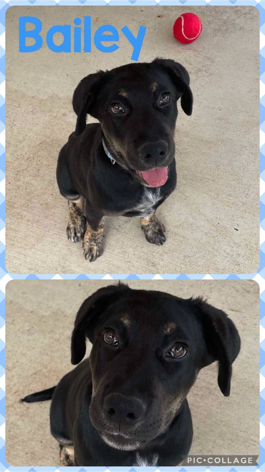 Bailey Medium Male Australian Cattle Dog x Labrador Retriever Dog in