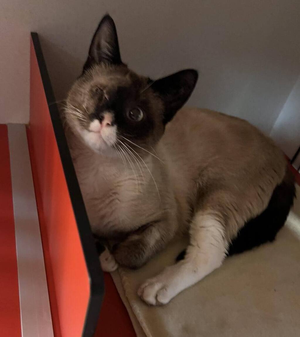 Grayson Male Snowshoe Mix Cat in QLD PetRescue