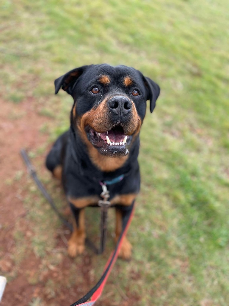 Luxi - Large Female Rottweiler Dog in VIC - PetRescue