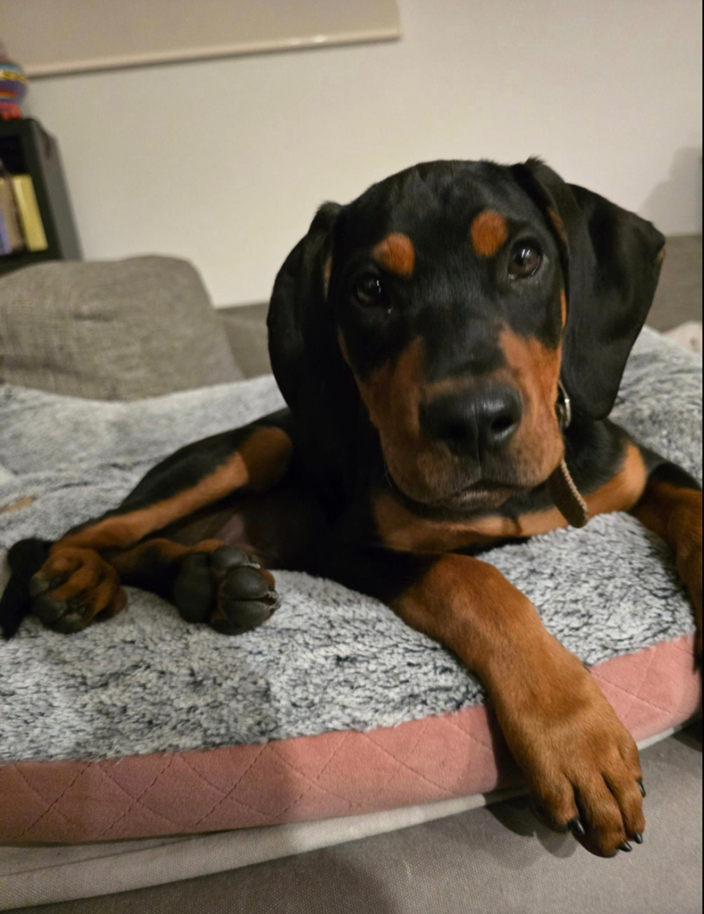 Zeke (was Grayson) - Large Male Hungarian Vizsla x Rottweiler Mix Dog ...