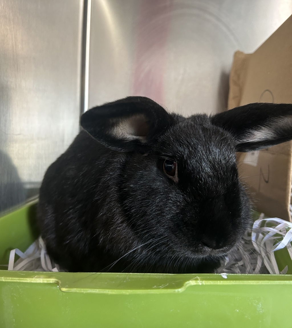 Beau - Male Dwarf Lop Mix Rabbit in WA - PetRescue