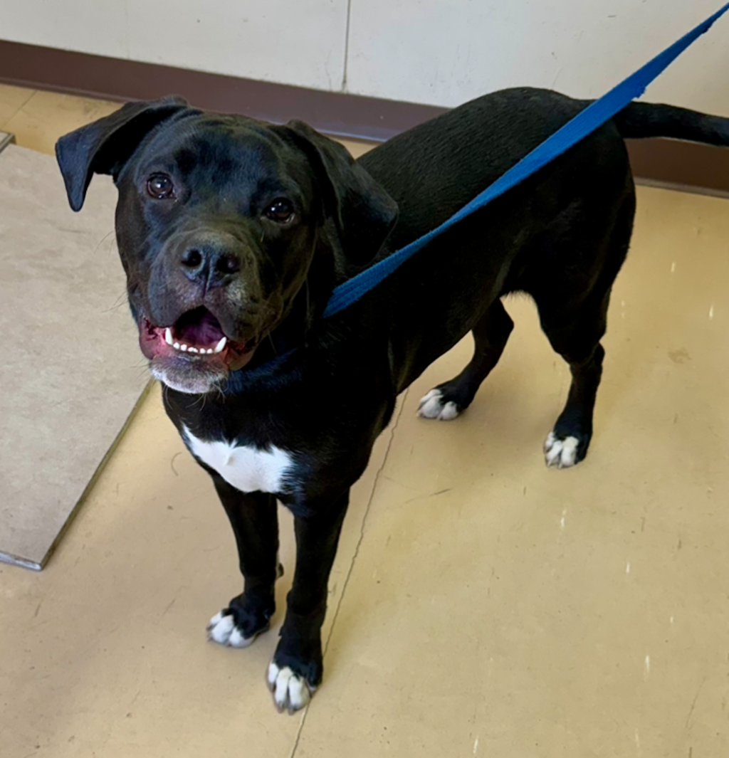 Arnie - Small Male Labrador x Staffy Mix Dog in VIC - PetRescue