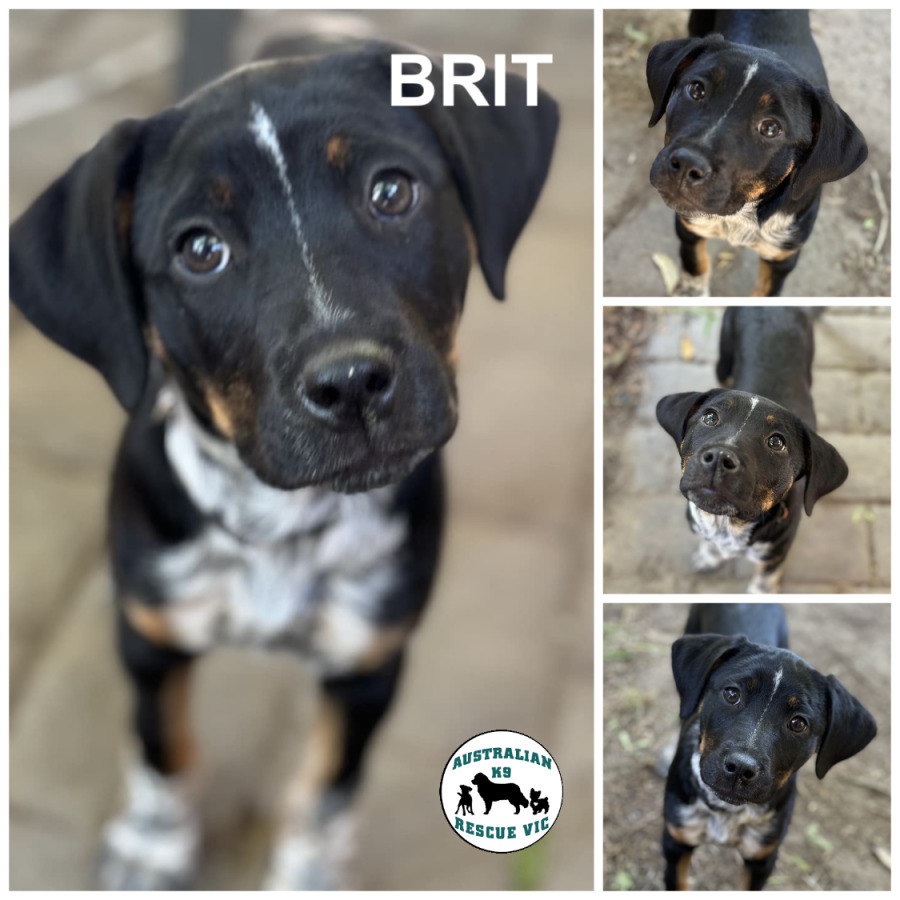 Brit - Medium Female Rottweiler Mix Dog in VIC - PetRescue