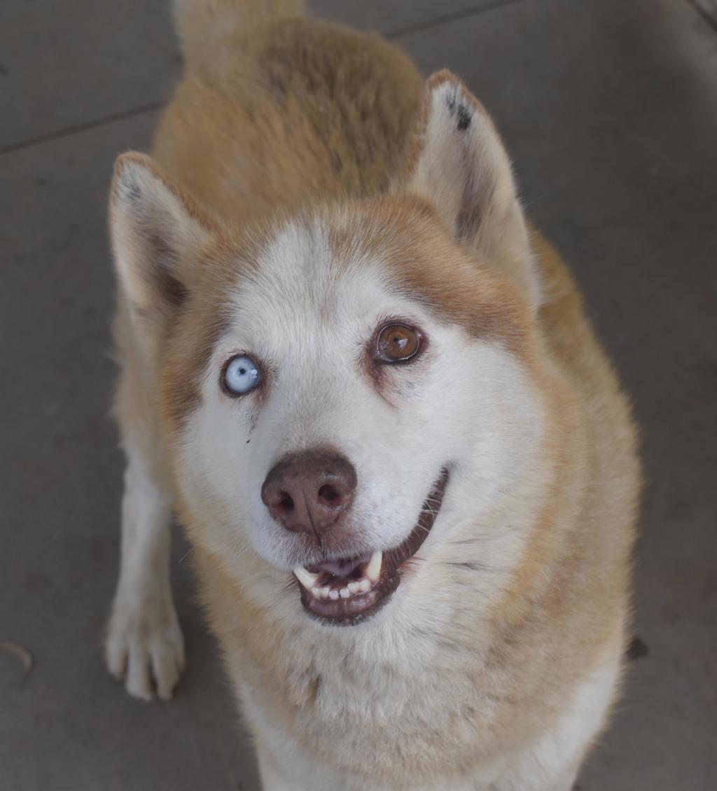 Husky X Xavier (bandit) - Large Male Siberian Husky Mix Dog in VIC - PetRescue