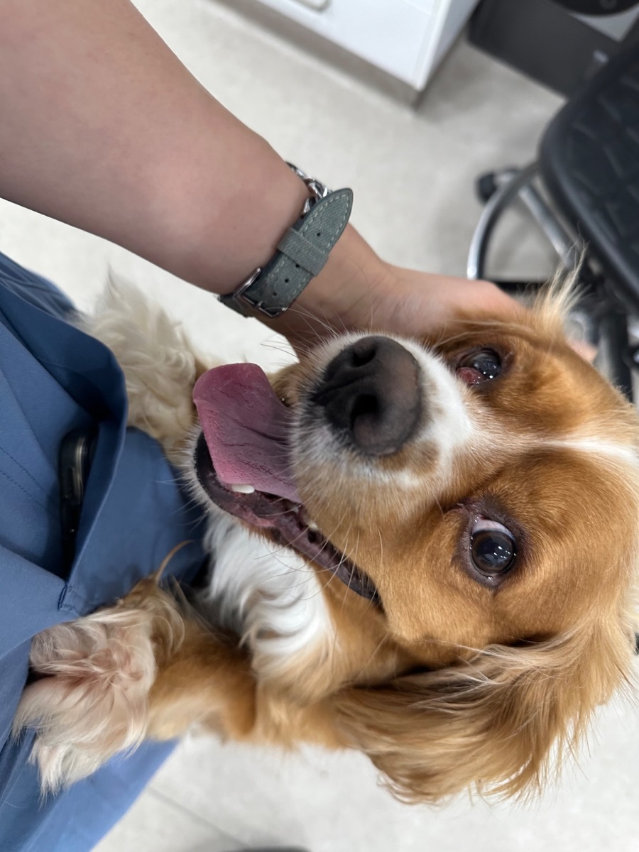 Rex - Medium Male King Charles Spaniel x Cocker Spaniel (American) Mix ...