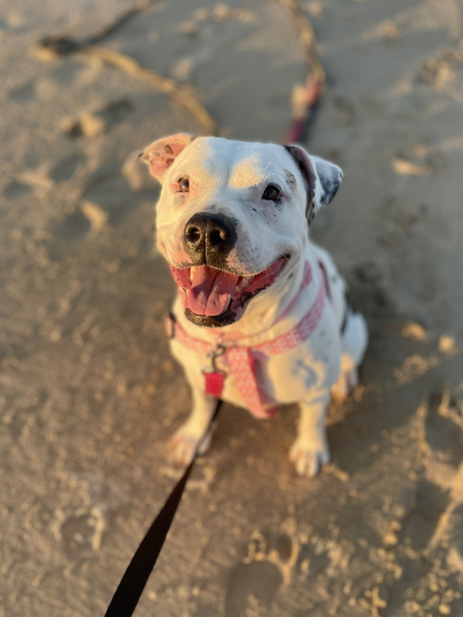 Oldies but Goodies Dog Rescue PetRescue