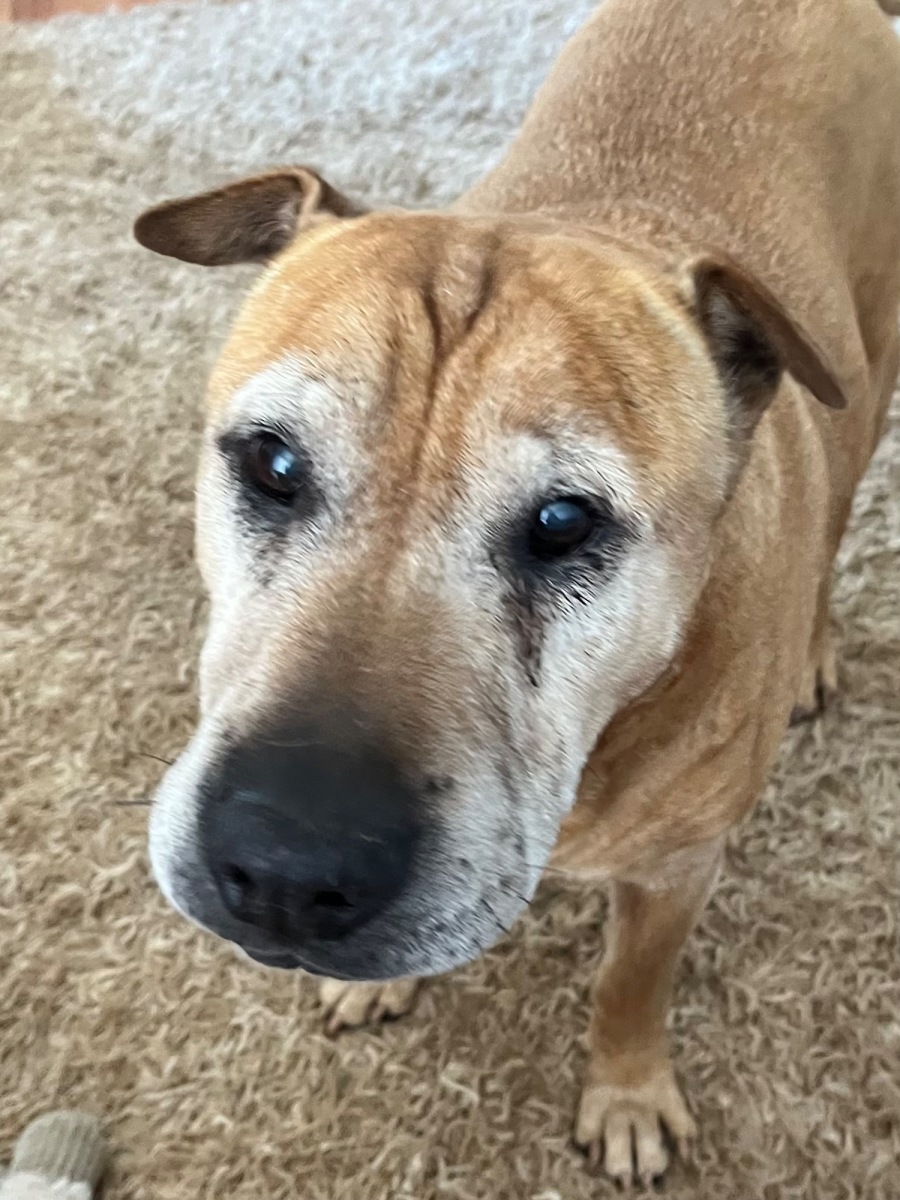 Oldies but Goodies Dog Rescue PetRescue