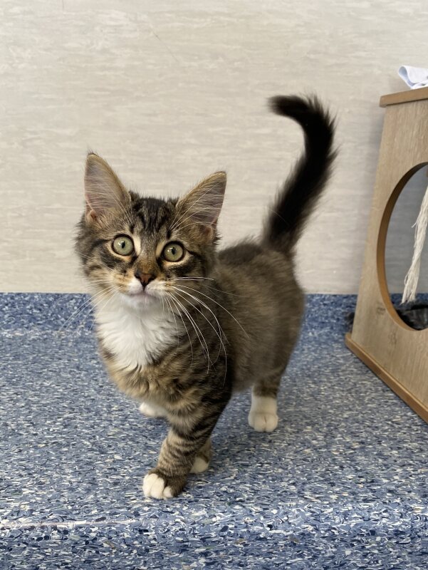 Sophia - Female Domestic Short Hair (DSH) Cat in NSW - PetRescue