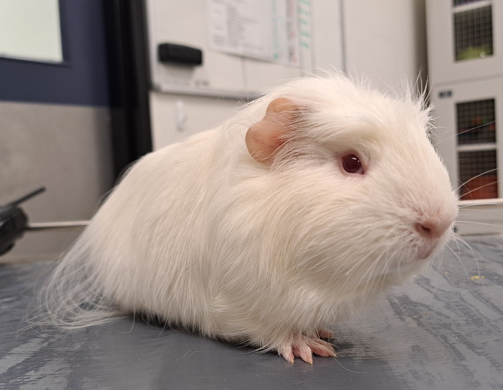 Lion Male Short hair Crested Guinea Pig In VIC PetRescue Lion Male Short hair Crested Guinea Pig In VIC PetRescue