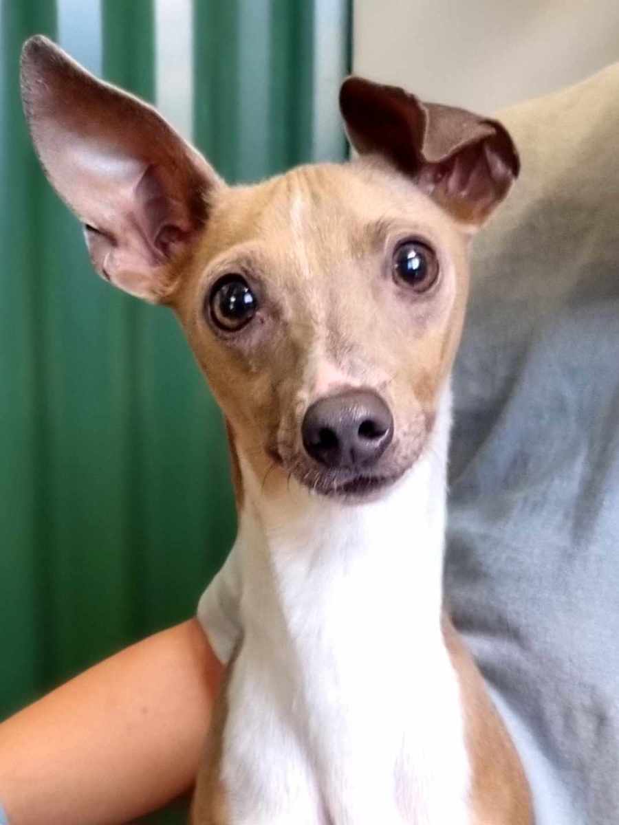 Puppy Jenna Marbles Italian Greyhound Best Peach Italian Greyhound