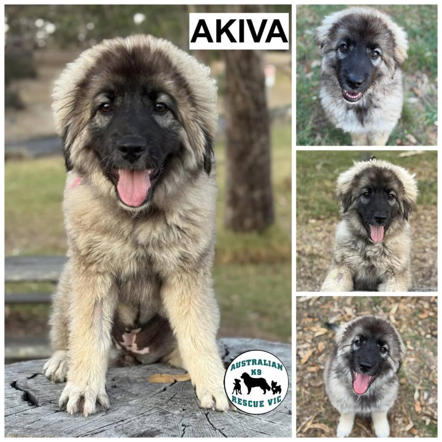 Caucasian Shepherd Sarplaninac Puppy For Sale Shop