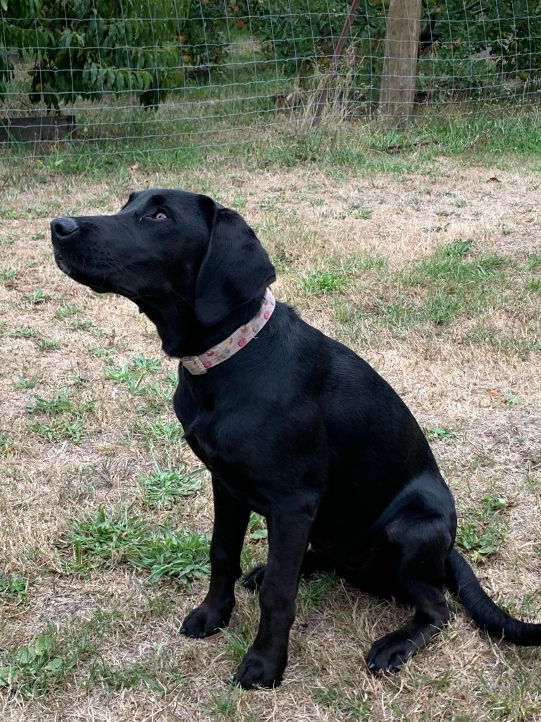Pointer X Luna - Medium Female German Shorthaired Pointer x Mixed breed Mix Dog ...