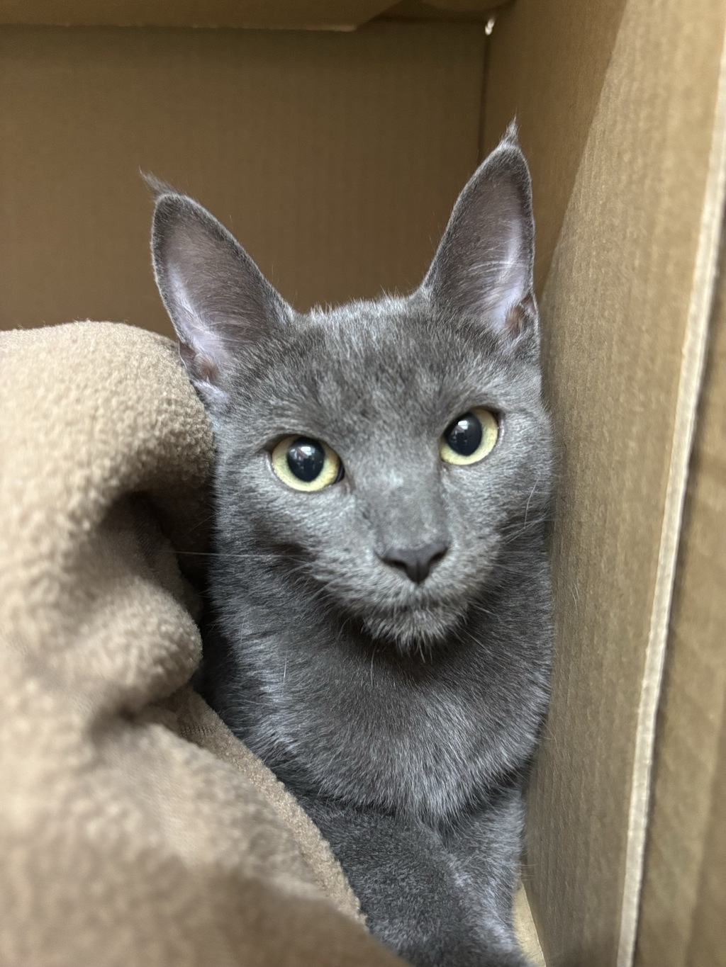Apollo - Male Domestic Short Hair Mix Cat in QLD - PetRescue