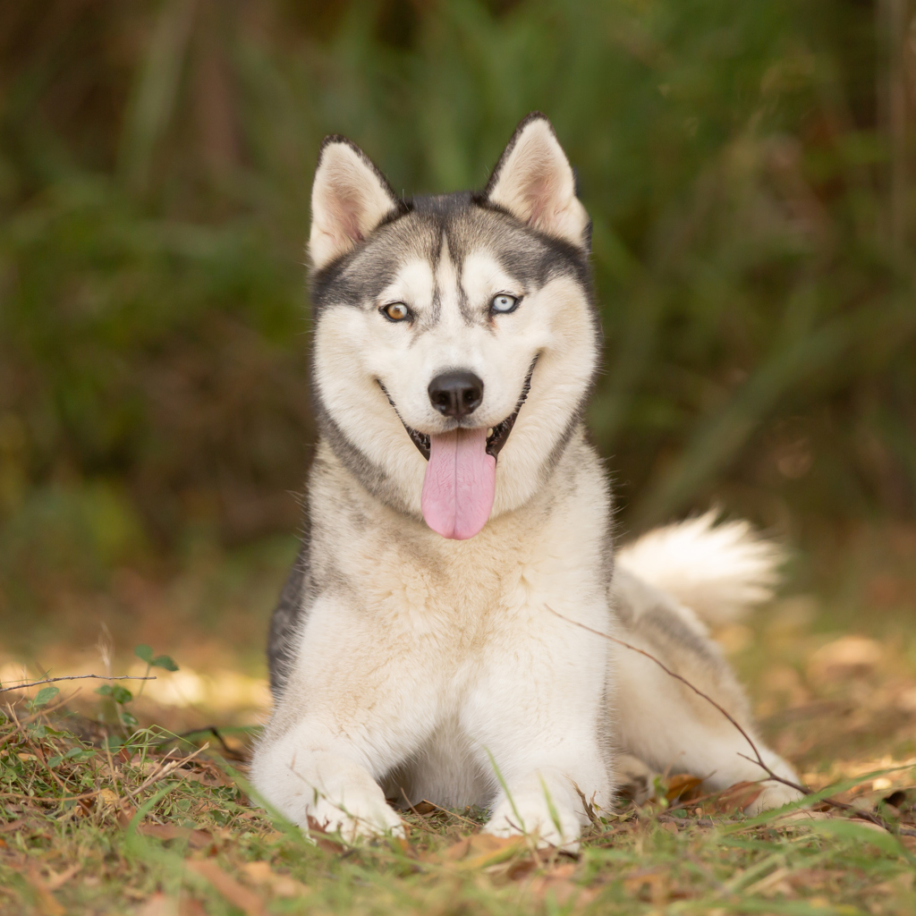 【ボクくん様用】MESSIAH / Christus Hypercubusほか Bishop - Large Male Siberian Husky Mix Dog in QLD - PetRescue