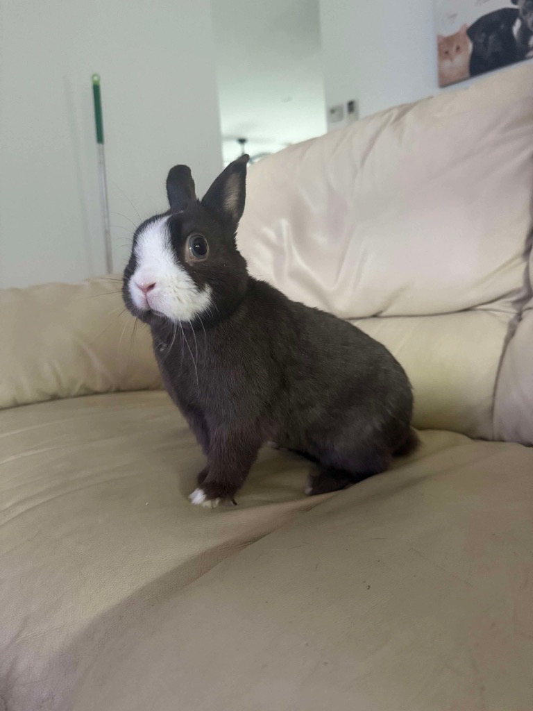 Biscoff - Male Netherland Dwarf Rabbit in VIC - PetRescue
