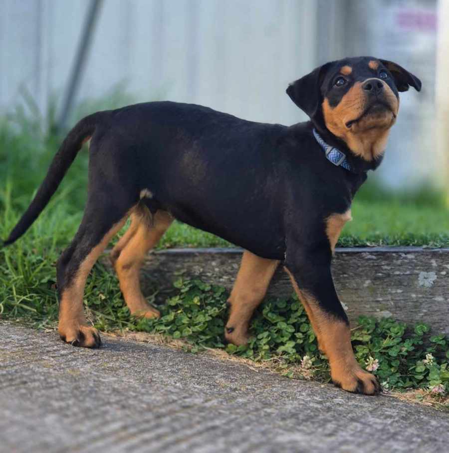 Hendrix - Medium Male Rottweiler Mix Dog in QLD - PetRescue