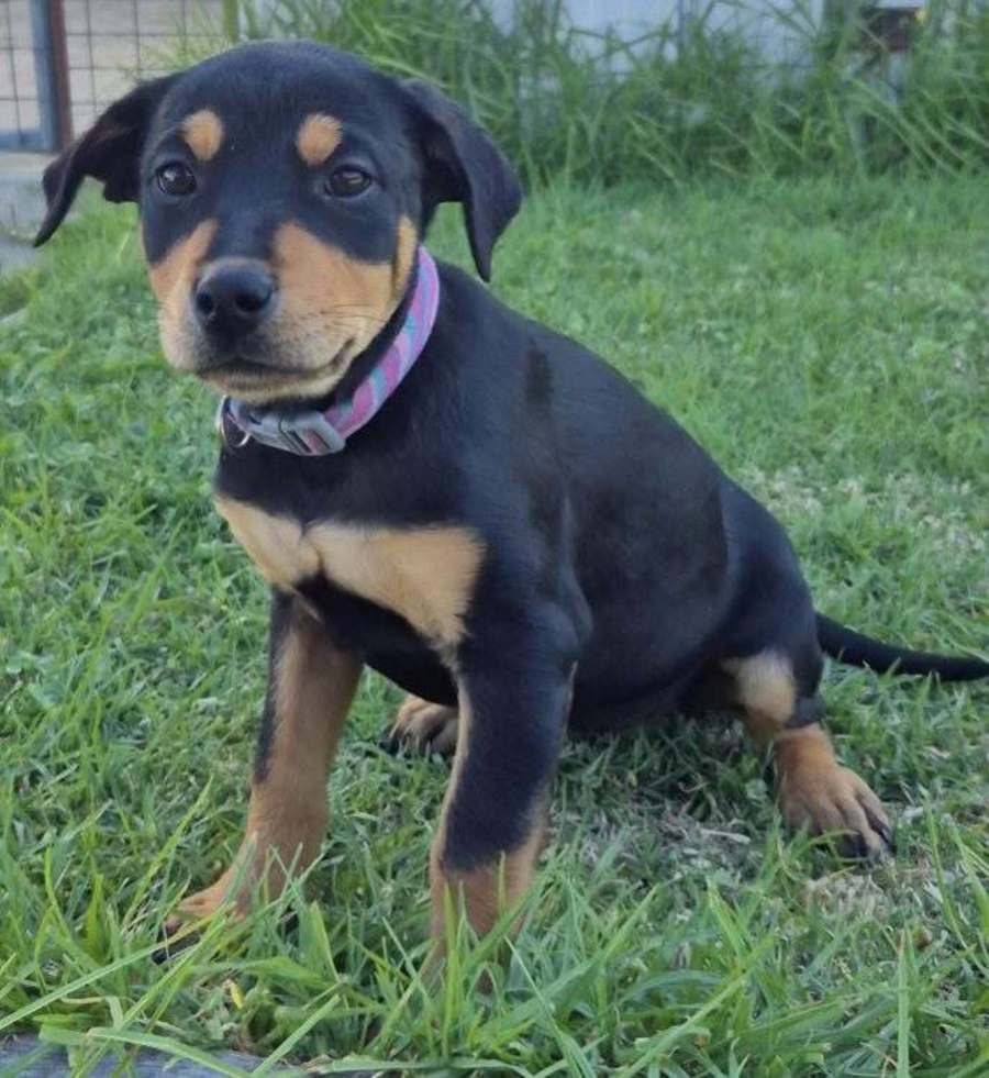 Reba - Medium Female Rottweiler Mix Dog in QLD - PetRescue