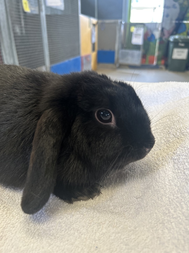 Lacey - Female Dsh Mix Rabbit in WA - PetRescue