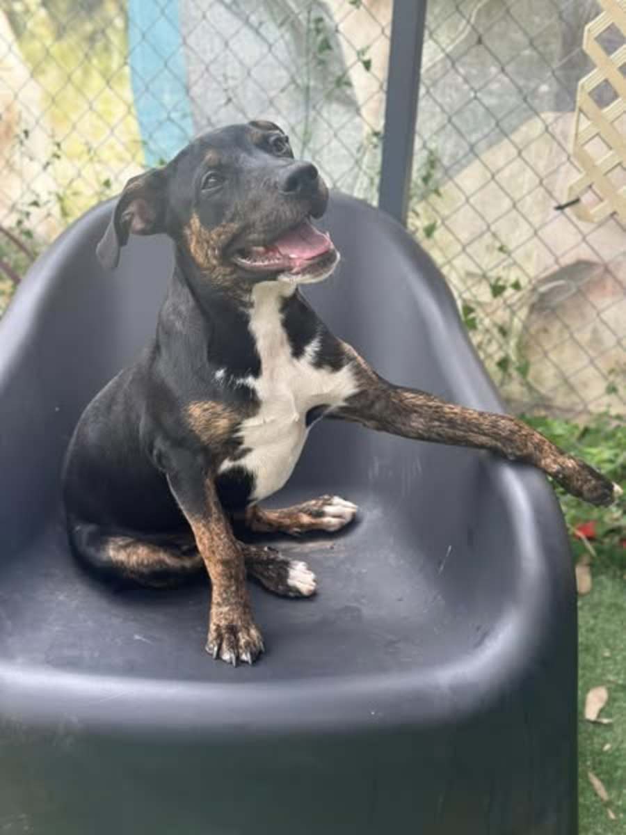 MAC - Medium Male Mixed breed Dog in NSW - PetRescue