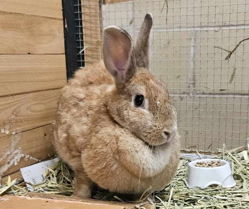 Percephony Rescued Persephone - Female Flemish Giant Rabbit in NSW - PetRescue