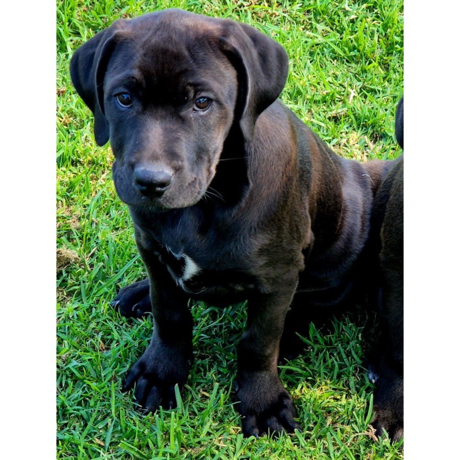 Dakota - Large Female Rottweiler x American Staffordshire Terrier Mix ...