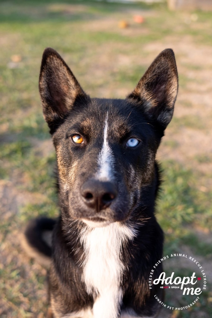 kelpie dingo husky mix puppies