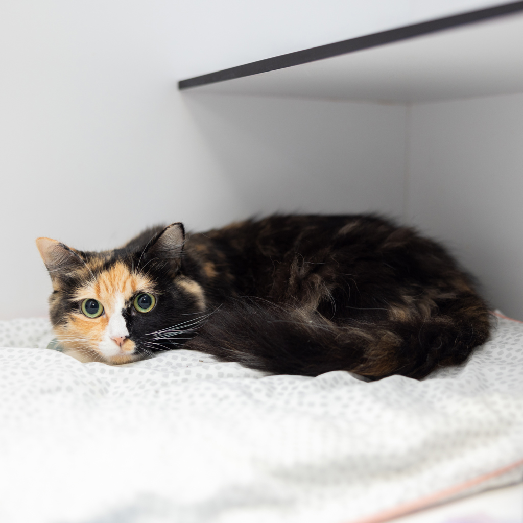Sundrop - Female Domestic Short Hair Mix Cat in QLD - PetRescue
