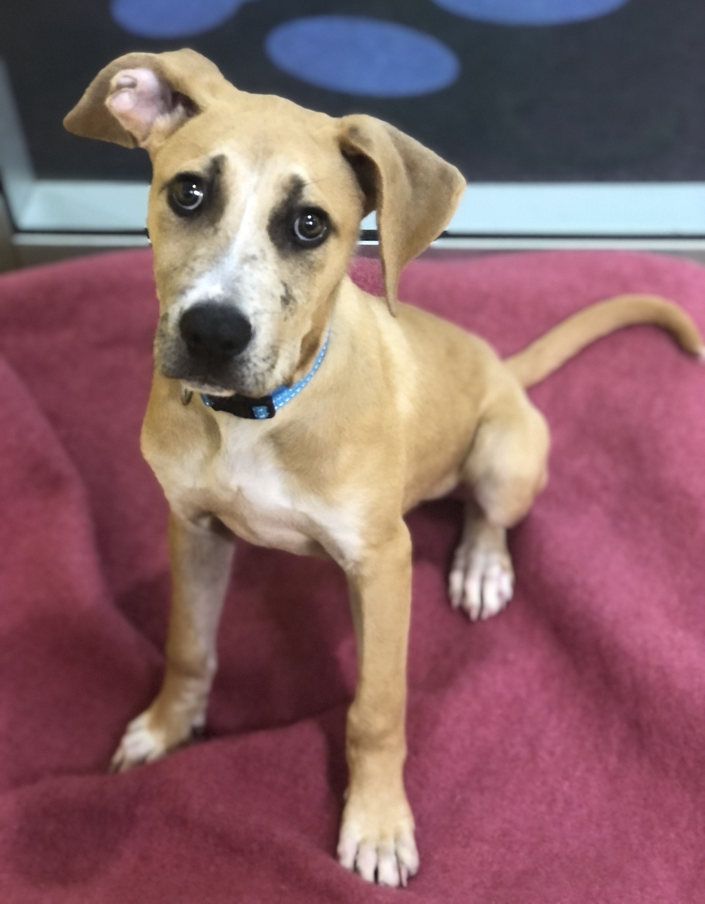 Sonny - Medium Male Bullmastiff x Rhodesian Ridgeback Mix Dog in QLD ...