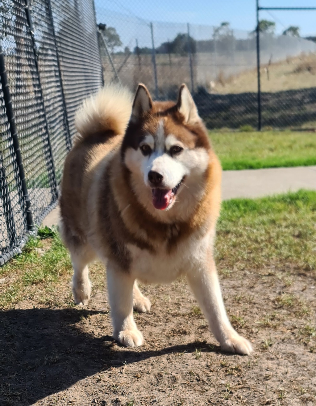 Husky X Rocky - Large Male Siberian Husky Mix Dog in VIC - PetRescue