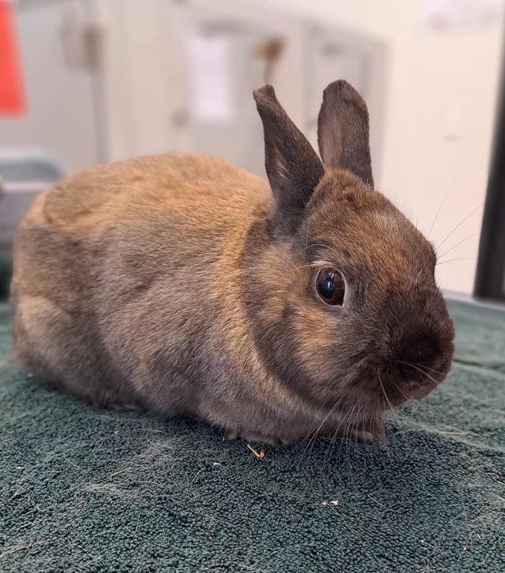 Juliet - Female Netherland Dwarf Rabbit in VIC - PetRescue