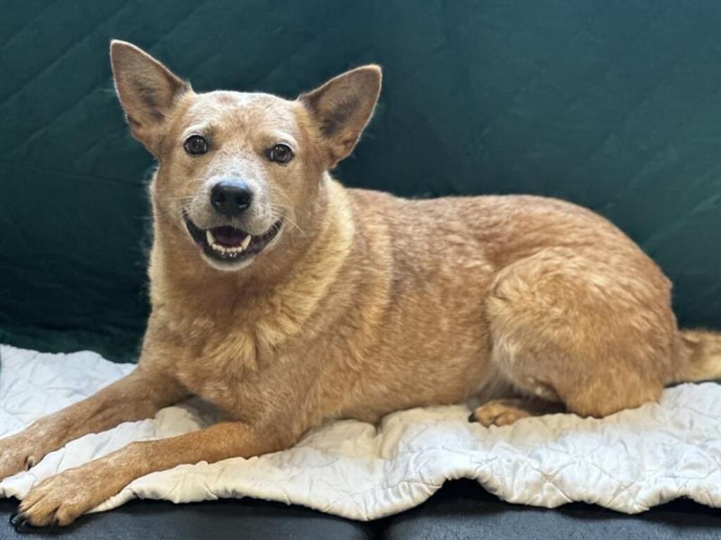 Boo - Medium Female Australian Cattle Dog Dog in VIC - PetRescue