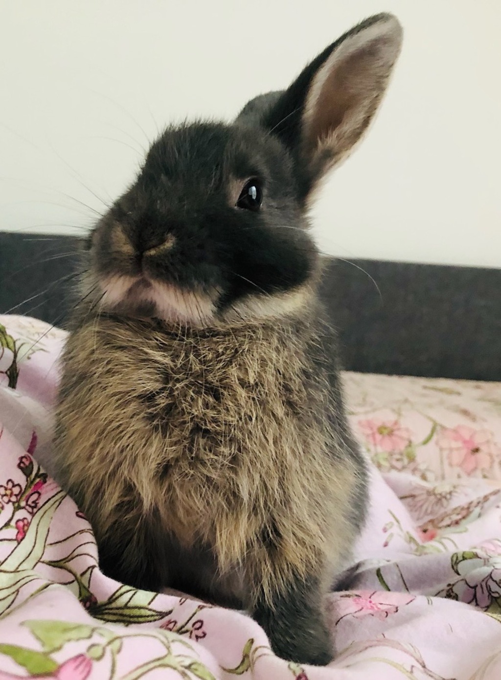 Pepsi Male Dwarf Mix Rabbit in VIC PetRescue