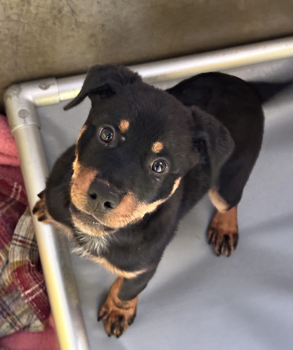 Maximus - Medium Male Rottweiler Mix Dog in QLD - PetRescue