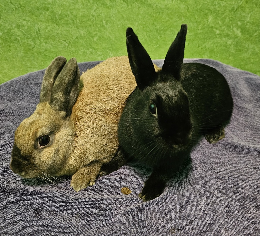Pepper Rabbit Animal Pepper (bonded To Ember) - Female Dwarf Rabbit in VIC - PetRescue