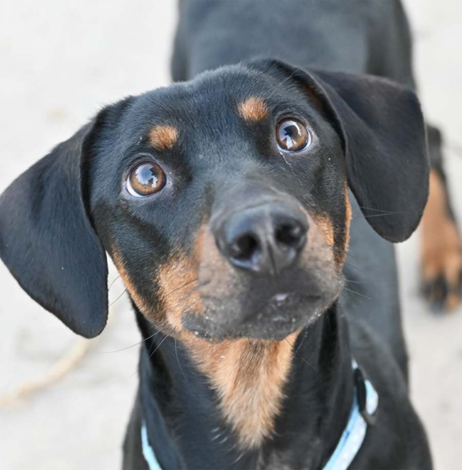 Dobby - Small Male Dachshund Dog in NSW - PetRescue
